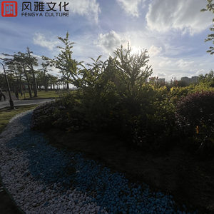 阿部夏树A片免费观看
